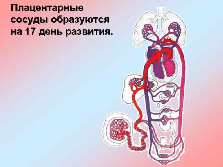 Плацентарные сосуды образуются на 17 день развития. 