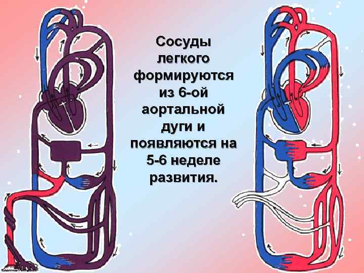 Сосуды легкого формируются из 6 -ой аортальной дуги и появляются на 5 -6 неделе