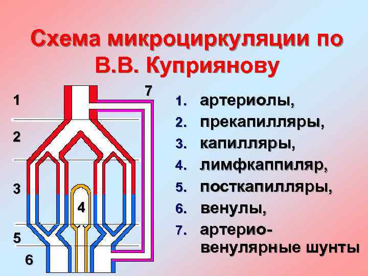 Схема микроциркуляции по В. В. Куприянову 7 1 1. 2. 2 3. 4. 5.