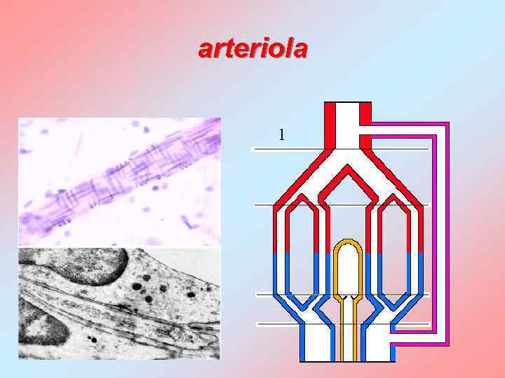 arteriola 1 