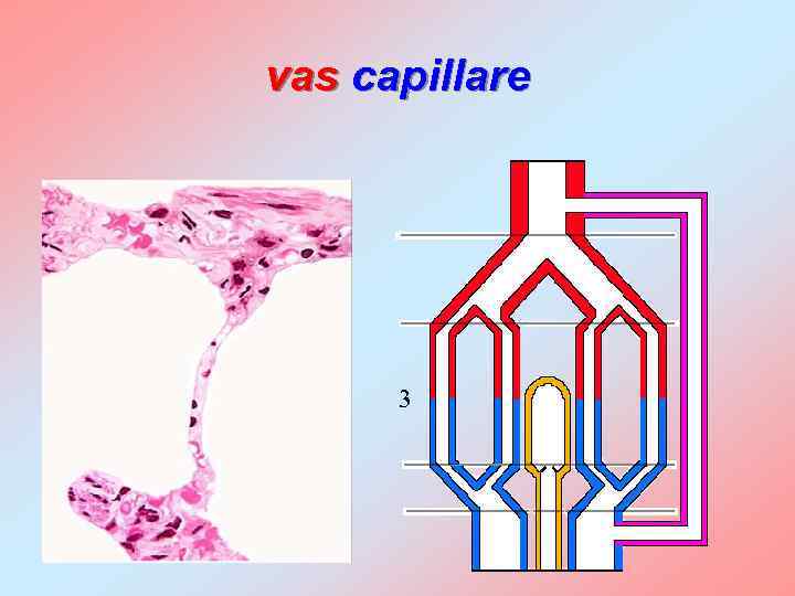 vas capillare 3 