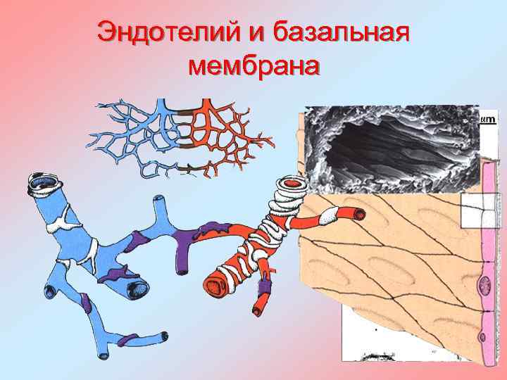Эндотелий и базальная мембрана 