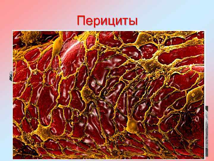 Перициты 