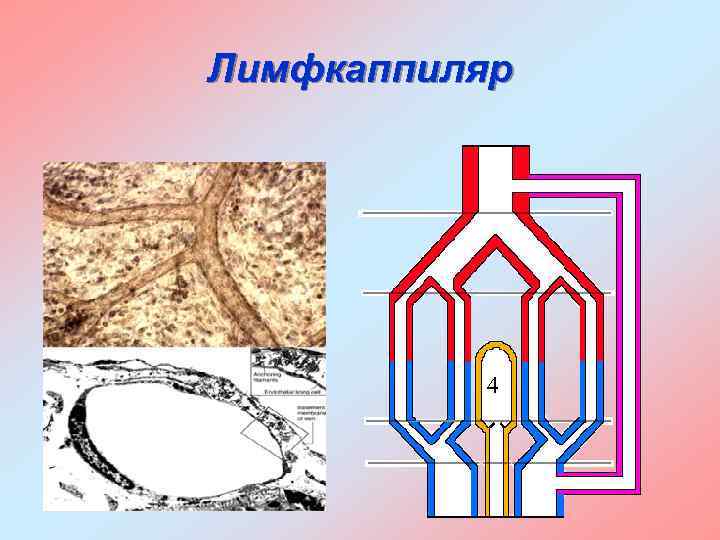 Лимфкаппиляр 4 