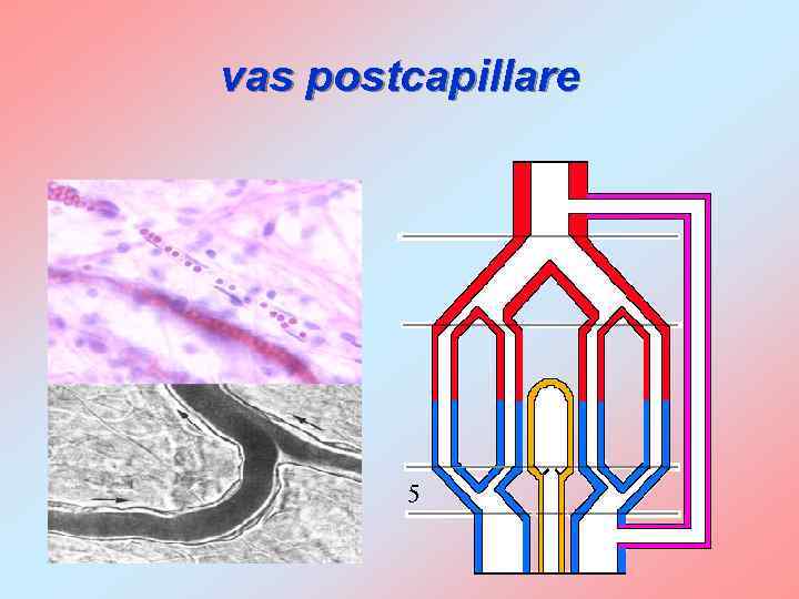 vas postcapillare 5 