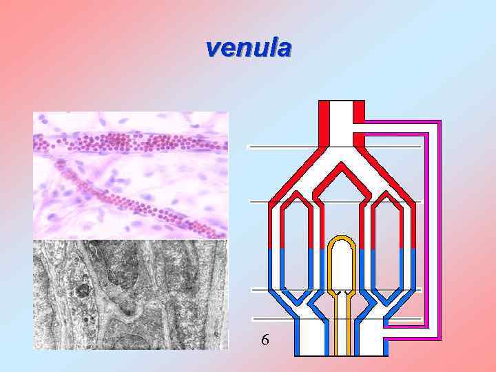 venula 6 