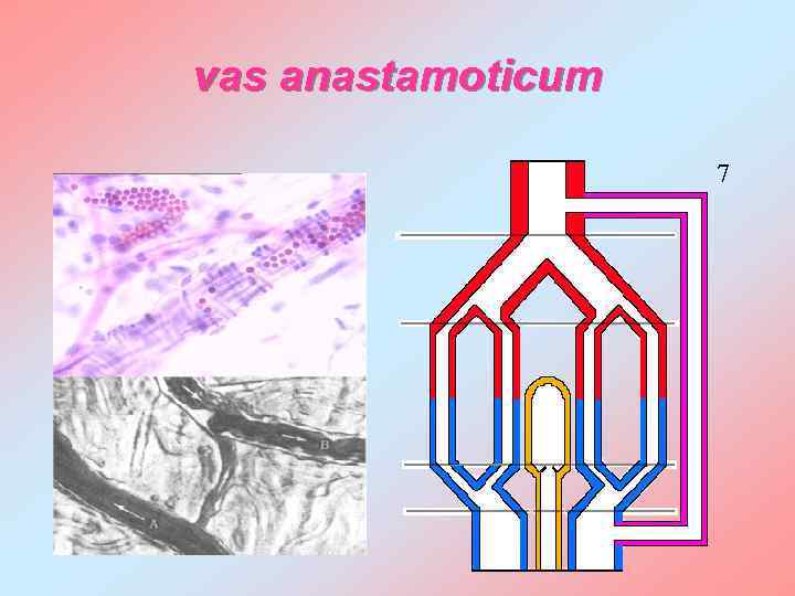 vas anastamoticum 7 
