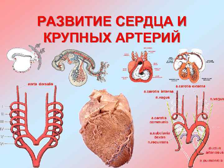 РАЗВИТИЕ СЕРДЦА И КРУПНЫХ АРТЕРИЙ 