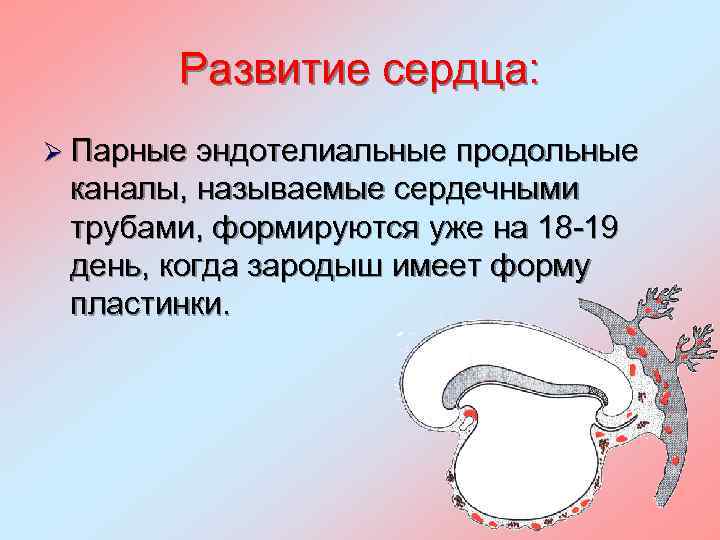 Развитие сердца: Ø Парные эндотелиальные продольные каналы, называемые сердечными трубами, формируются уже на 18