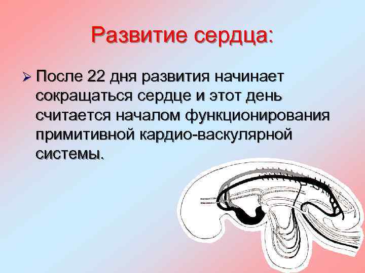 Развитие сердца: Ø После 22 дня развития начинает сокращаться сердце и этот день считается