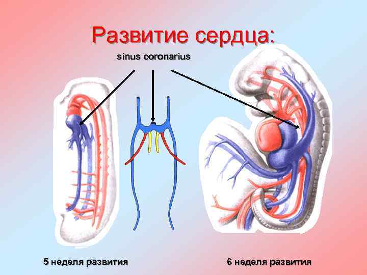 Развитие сердца: sinus coronarius 5 неделя развития 6 неделя развития 