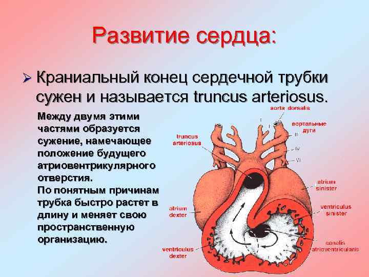 Развитие сердца: Ø Краниальный конец сердечной трубки сужен и называется truncus arteriosus. Между двумя