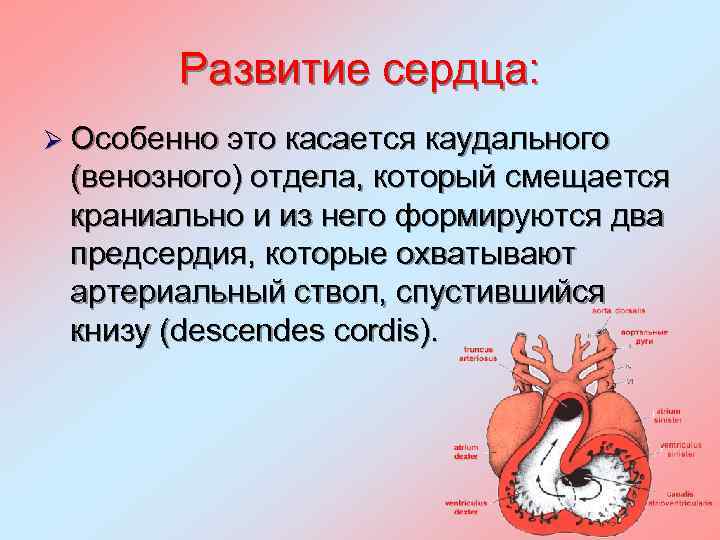 Развитие сердца: Ø Особенно это касается каудального (венозного) отдела, который смещается краниально и из