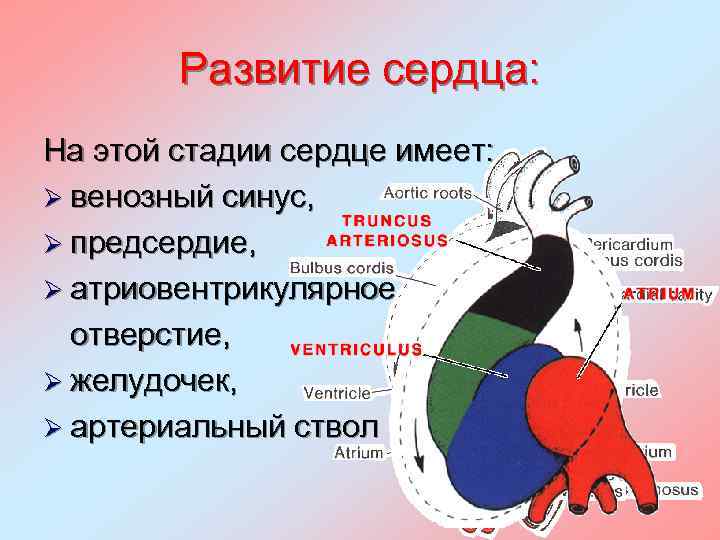 Развитие сердца: На этой стадии сердце имеет: Ø венозный синус, Ø предсердие, Ø атриовентрикулярное