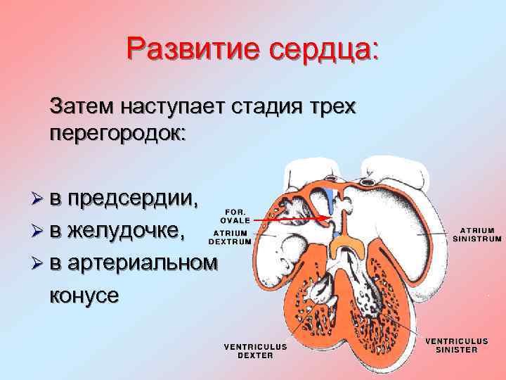 Развитие сердца: Затем наступает стадия трех перегородок: Ø в предсердии, Ø в желудочке, Ø