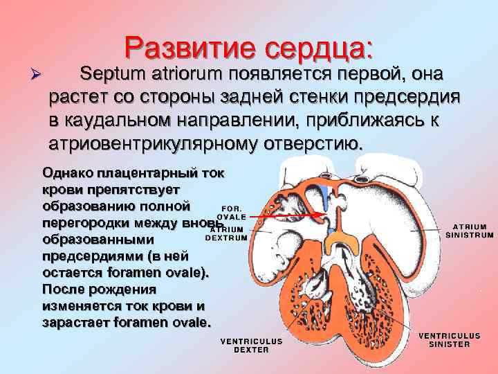 Развитие сердца: Ø Septum atriorum появляется первой, она растет со стороны задней стенки предсердия