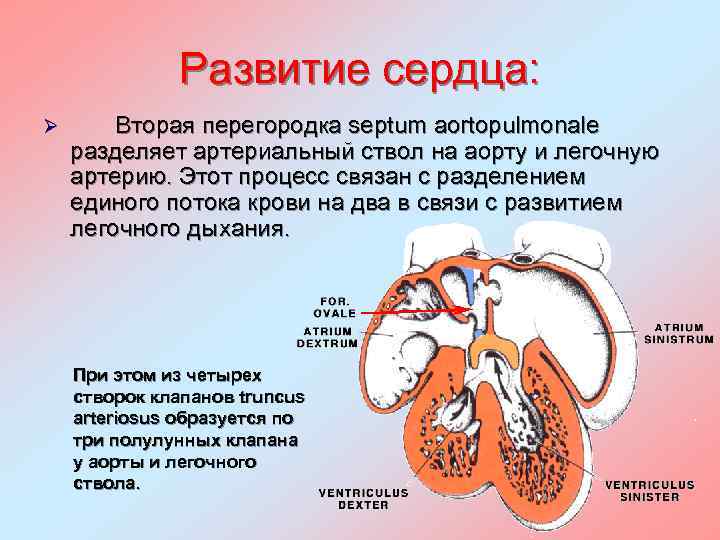 Развитие сердца: Ø Вторая перегородка septum aortopulmonale разделяет артериальный ствол на аорту и легочную