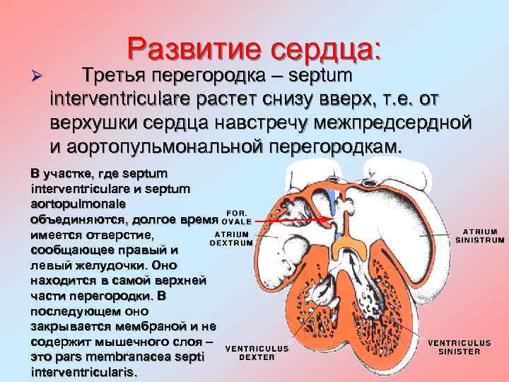 Развитие сердца: Ø Третья перегородка – septum interventriculare растет снизу вверх, т. е. от