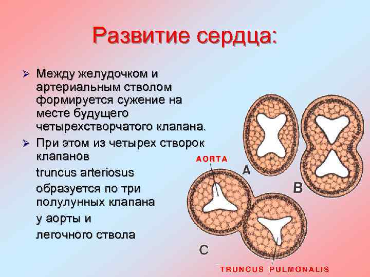 Развитие сердца: Между желудочком и артериальным стволом формируется сужение на месте будущего четырехстворчатого клапана.