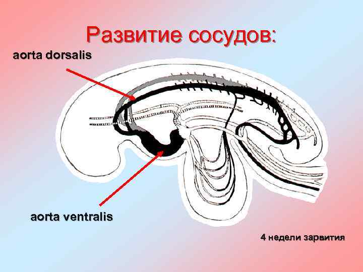 Развитие сосудов: aorta dorsalis aorta ventralis 4 недели зарвития 