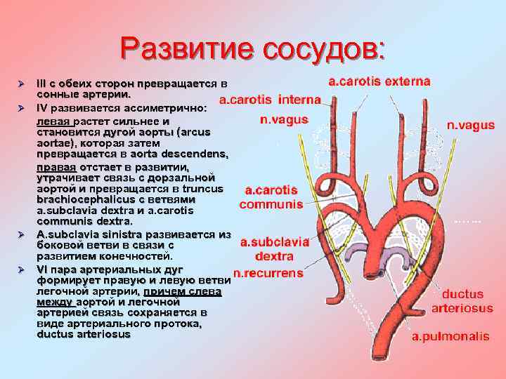 Развитие сосудов: III с обеих сторон превращается в сонные артерии. Ø IV развивается ассиметрично:
