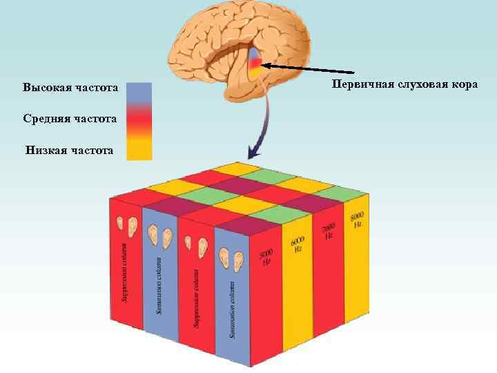 Высокая частота Средняя частота Низкая частота Первичная слуховая кора 