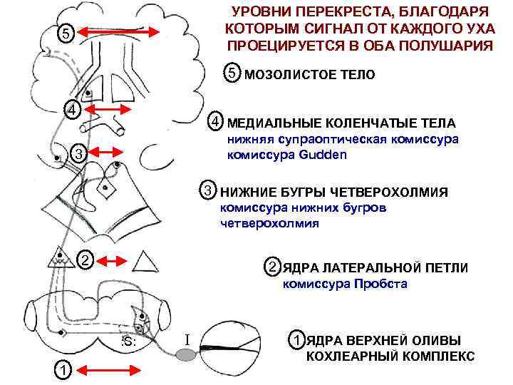 УРОВНИ ПЕРЕКРЕСТА, БЛАГОДАРЯ КОТОРЫМ СИГНАЛ ОТ КАЖДОГО УХА ПРОЕЦИРУЕТСЯ В ОБА ПОЛУШАРИЯ 5 5