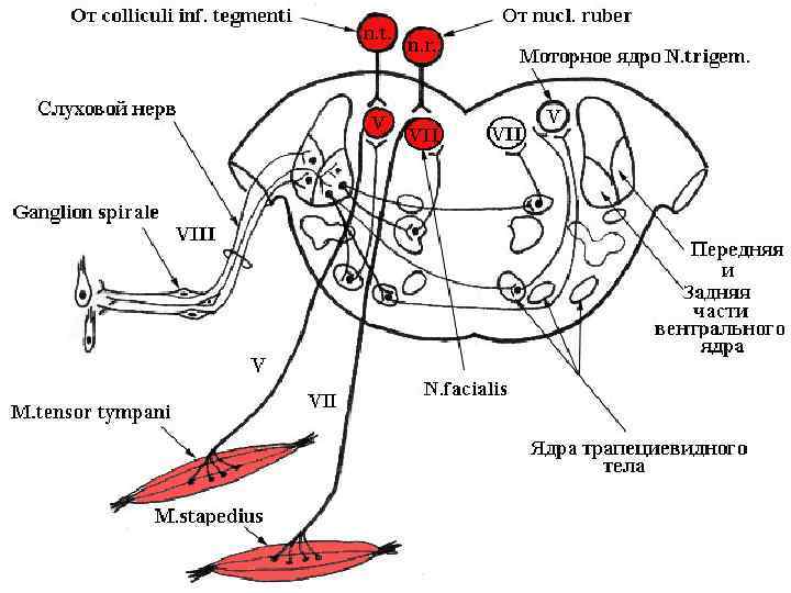 nuclei colliculus inferior nucleus rubor fasciculus longitudinalis medialis (III, IV, VI, XI) nucleus motorius