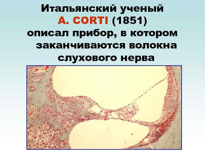Итальянский ученый А. CORTI (1851) описал прибор, в котором заканчиваются волокна слухового нерва 