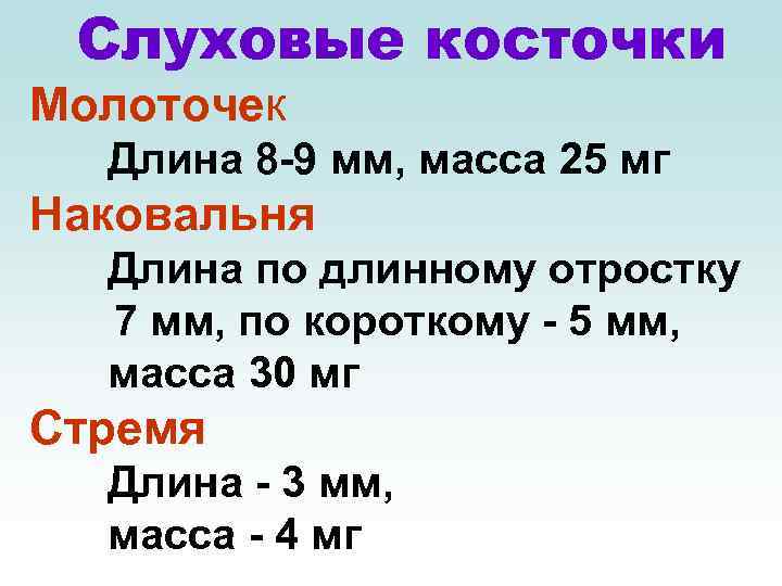Слуховые косточки Молоточек Длина 8 -9 мм, масса 25 мг Наковальня Длина по длинному