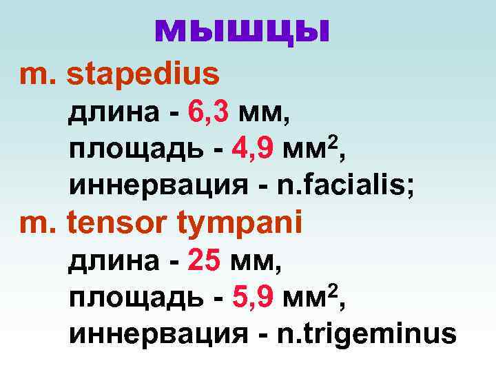 мышцы m. stapedius длина - 6, 3 мм, 2, площадь - 4, 9 мм