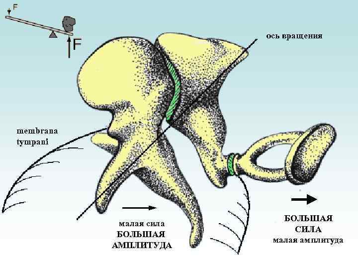 ось вращения membrana tympani малая сила БОЛЬШАЯ АМПЛИТУДА БОЛЬШАЯ СИЛА малая амплитуда 