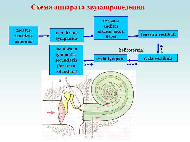 Схема звукового анализатора