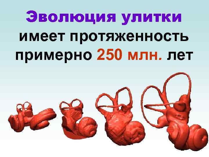 Эволюция улитки имеет протяженность примерно 250 млн. лет 
