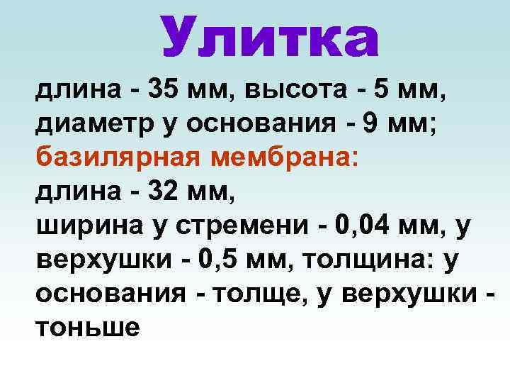 Улитка длина - 35 мм, высота - 5 мм, диаметр у основания - 9