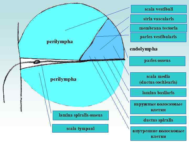 scala vestibuli stria vascularis membrana tectoria perilympha paries vestibularis endolympha paries osseus perilympha scala