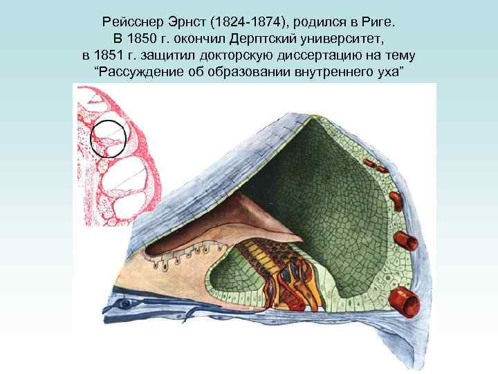 Рейсснер Эрнст (1824 -1874), родился в Риге. В 1850 г. окончил Дерптский университет, в