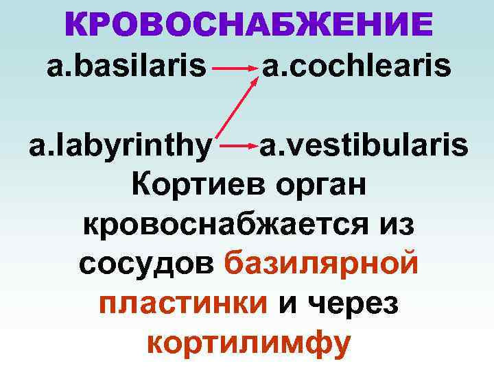 КРОВОСНАБЖЕНИЕ a. basilaris a. cochlearis a. labyrinthy a. vestibularis Кортиев орган кровоснабжается из сосудов