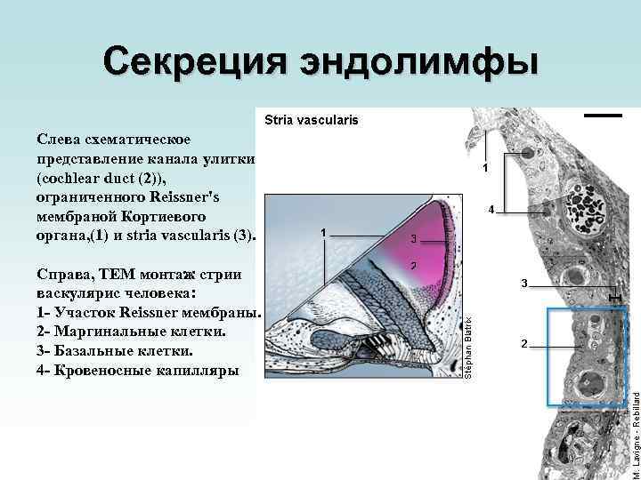 Секреция эндолимфы Слева схематическое представление канала улитки (cochlear duct (2)), ограниченного Reissner's мембраной Кортиевого