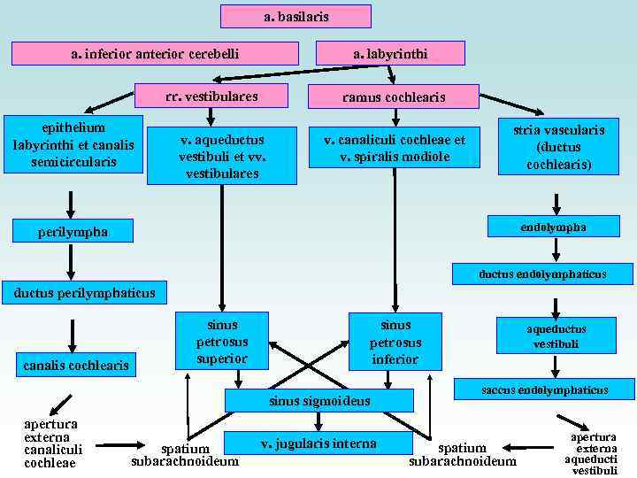 a. basilaris a. labyrinthi a. inferior anterior cerebelli rr. vestibulares epithelium labyrinthi et canalis