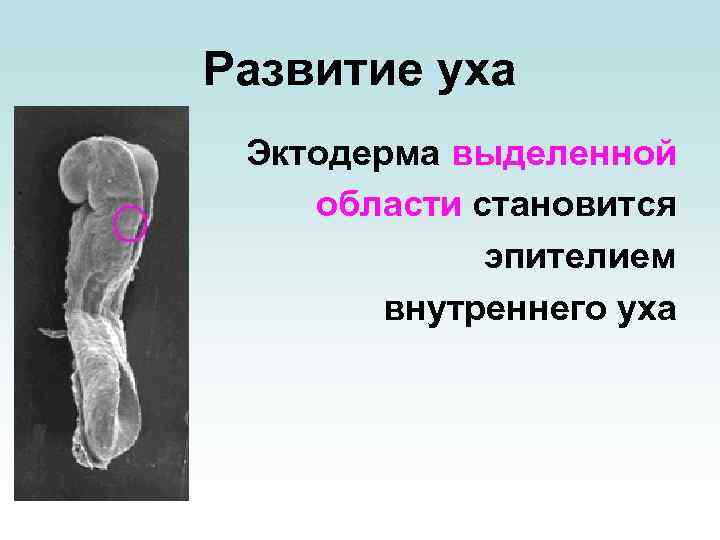 Развитие уха Эктодерма выделенной области становится эпителием внутреннего уха 