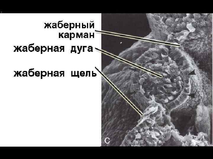 Развитие уха Слуховая ямка располагается дорсальнее второй жаберной щели. 