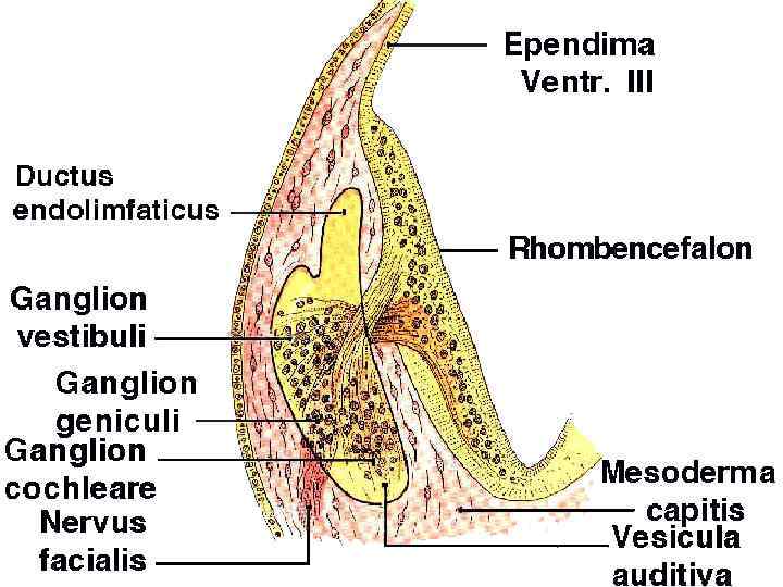 Развитие уха Стато-акустический ганглий начинает формироваться между слуховым пузырьком и нервной трубкой. 