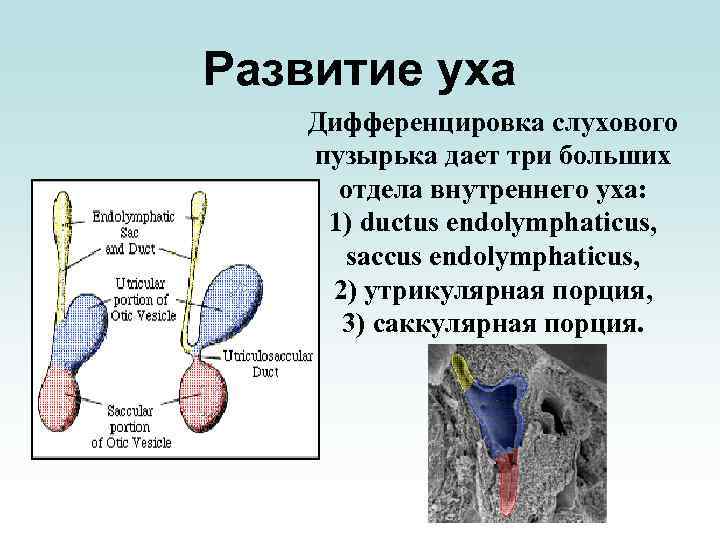 Развитие уха Дифференцировка слухового пузырька дает три больших отдела внутреннего уха: 1) ductus endolymphaticus,