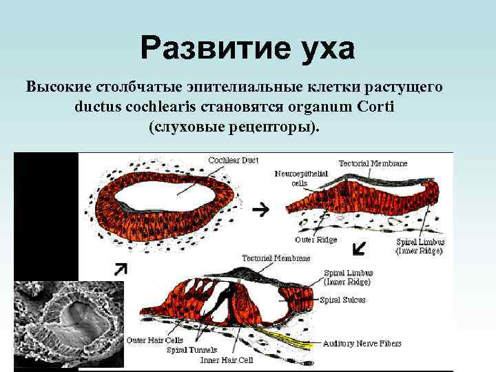 Развитие уха Высокие столбчатые эпителиальные клетки растущего ductus cochlearis становятся organum Corti (слуховые рецепторы).