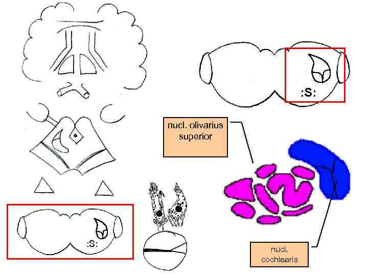 : S: nucl. olivarius superior : S: nucl. cochlearis 