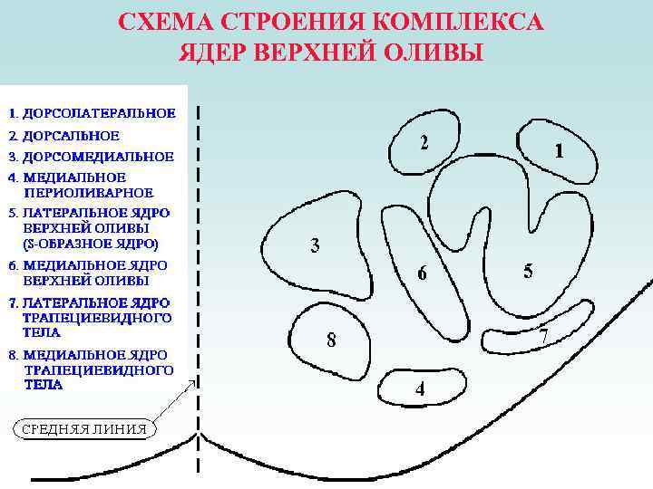 СХЕМА СТРОЕНИЯ КОМПЛЕКСА ЯДЕР ВЕРХНЕЙ ОЛИВЫ 