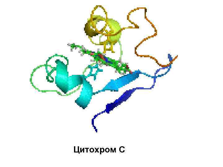 Цитохром C 