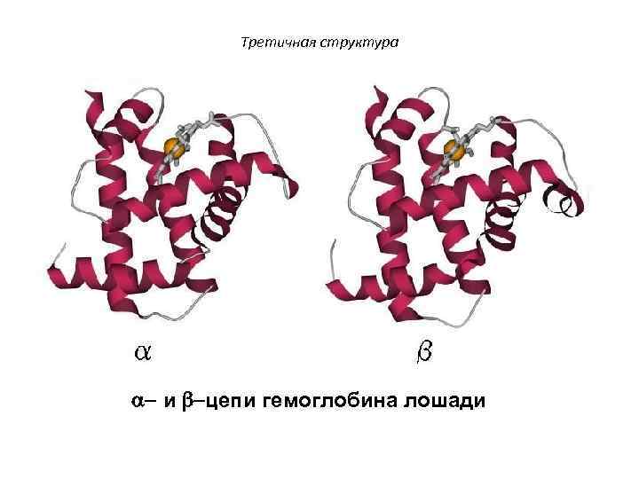 Третичная структура - и -цепи гемоглобина лошади 