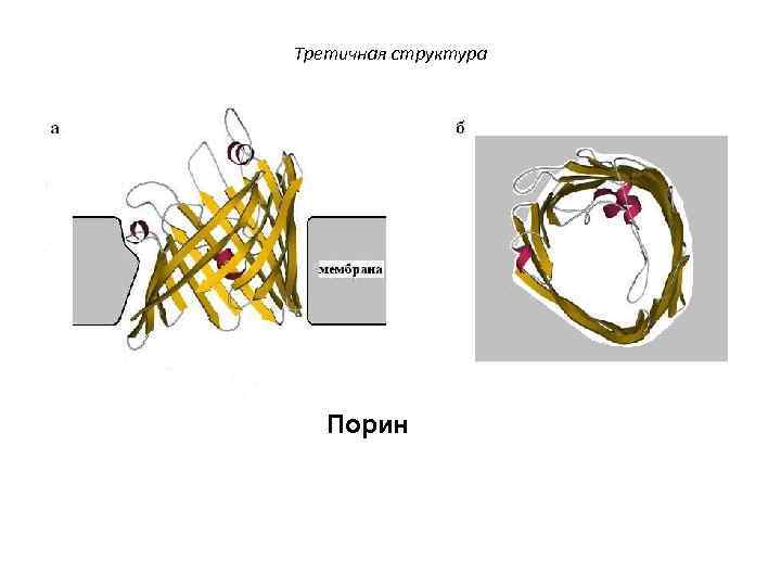 Третичная структура Порин 